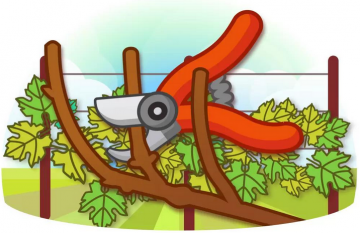 Роботи на винограднику у листопаді