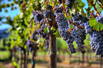 Календарний план догляду за виноградом