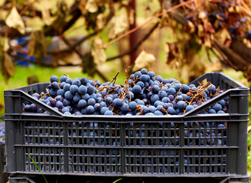 Як зберігати виноград