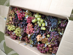 Попереднє замовлення на саджанці винограду на весну 2024 року
