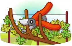 Роботи на винограднику у листопаді