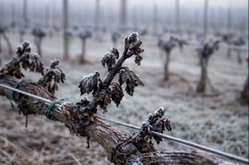 Пізні весняні заморозки. Як діяти?