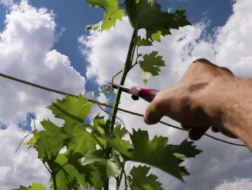 Чеканка винограду