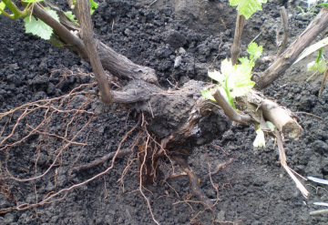 Що таке катаровка винограду