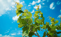 Зведена інформація по хворобам винограду та засобам захисту і лікування