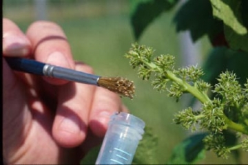 Штучне запилення винограду